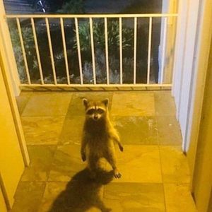 Meet your Posher, Eduardo